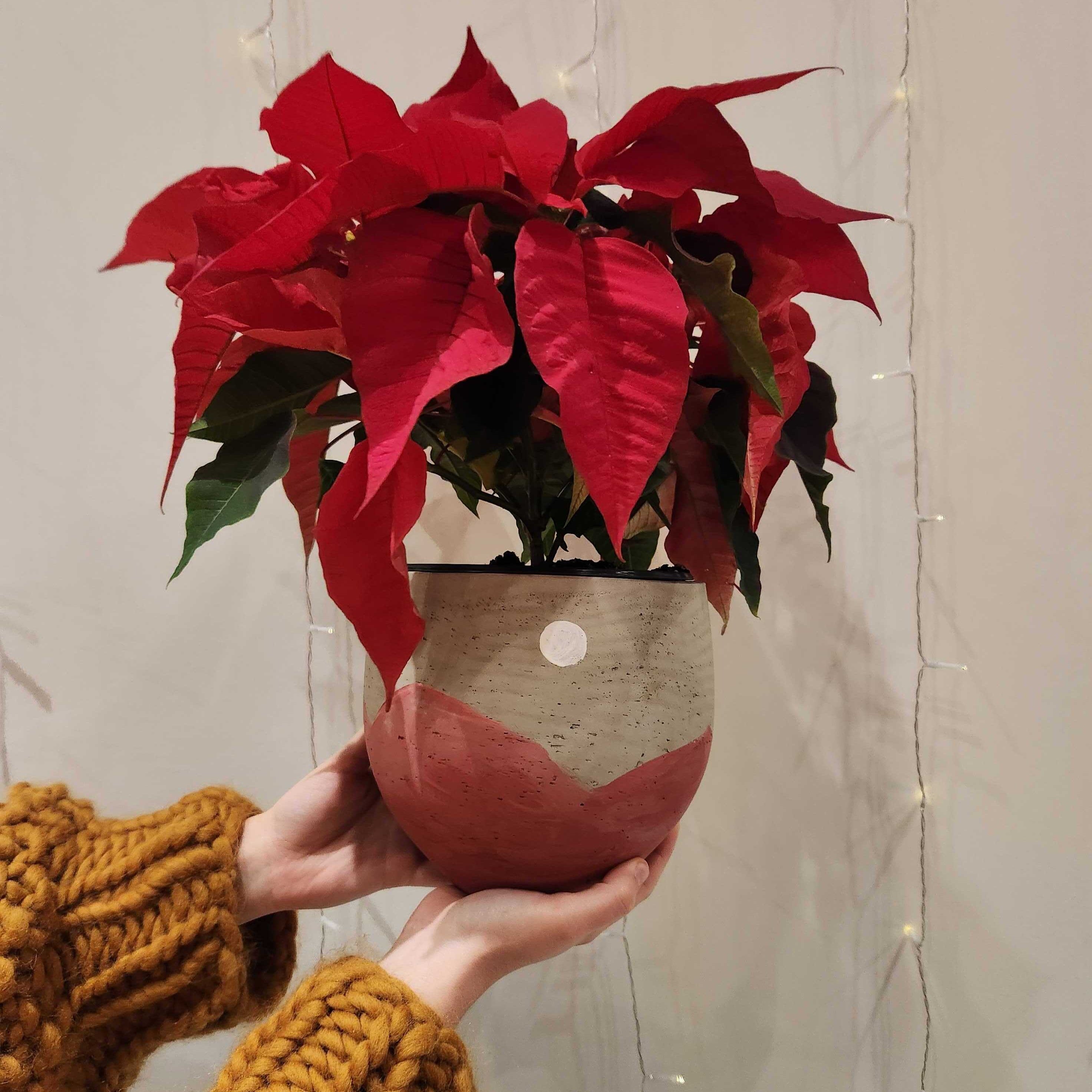 Paint and Plant Workshop