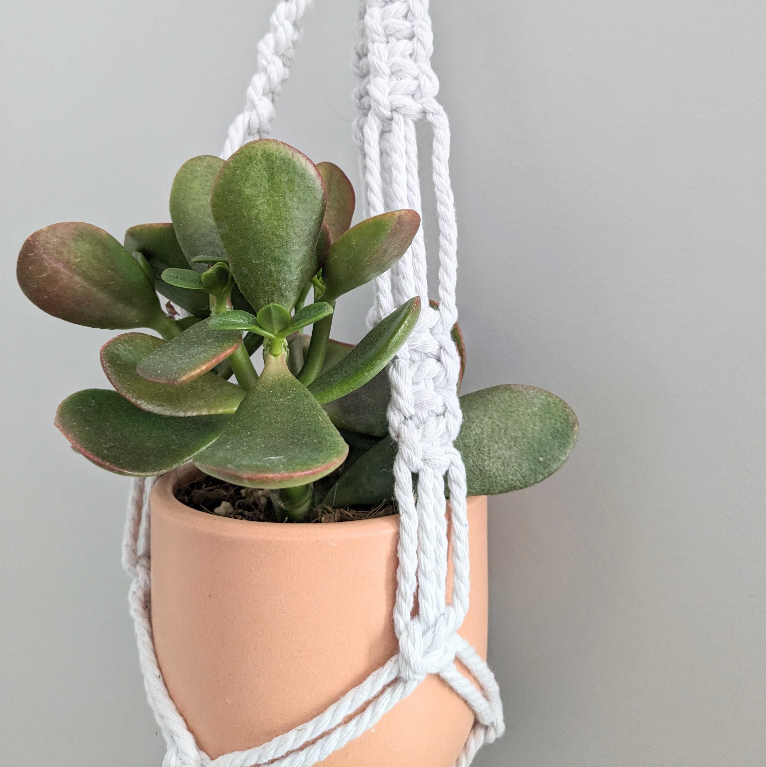Macramé Plant Hanger (Burlington)
