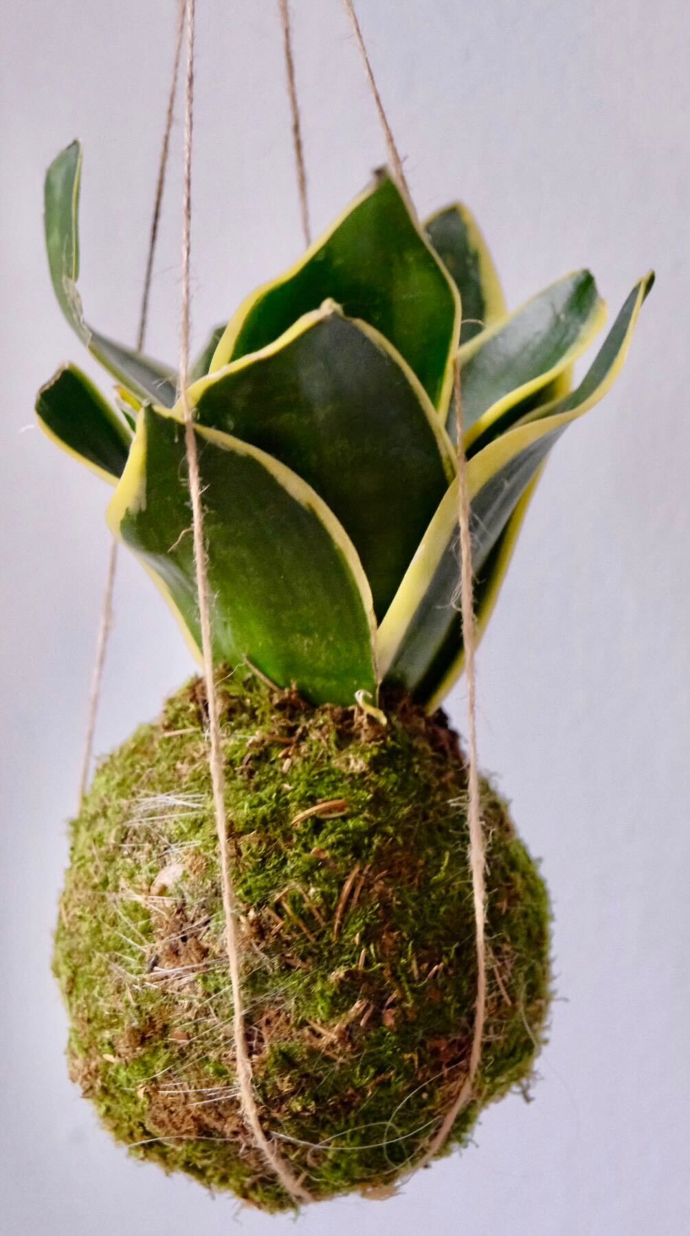 Kokedama Workshop