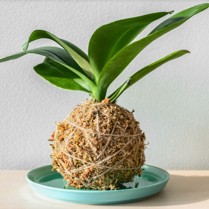 Kokedama Workshop