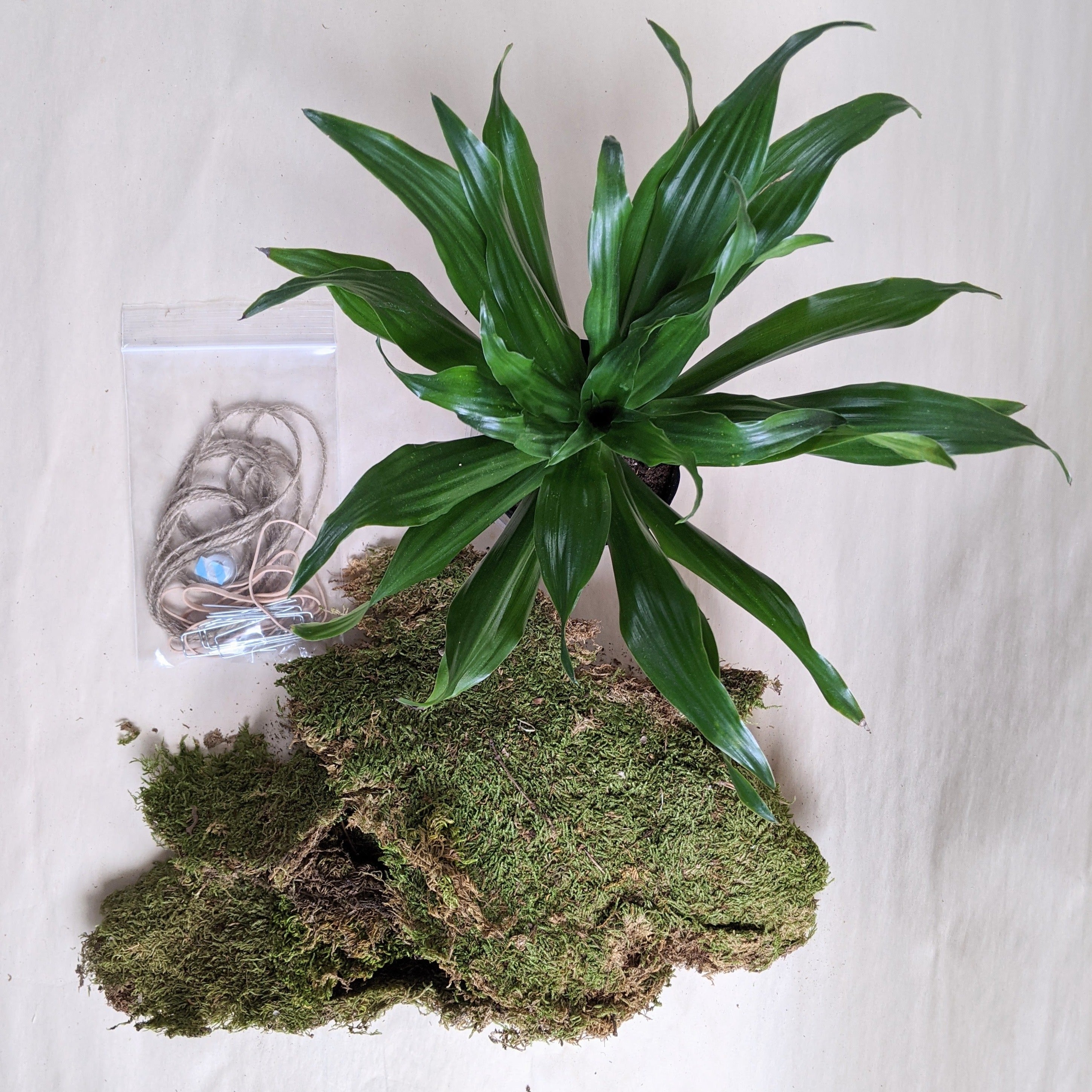 Kokedama Workshop