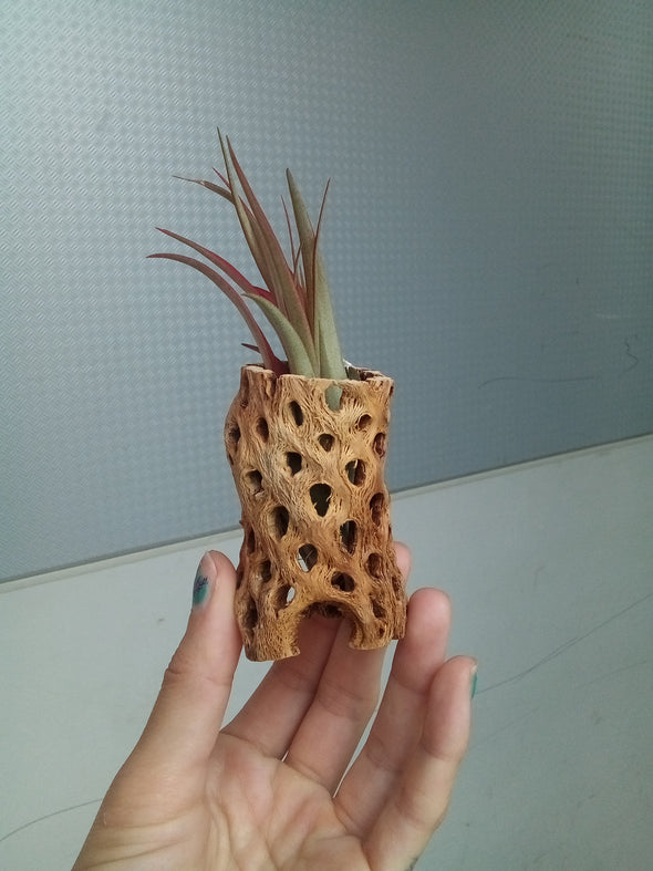 Cholla Wood Air Plant Holder