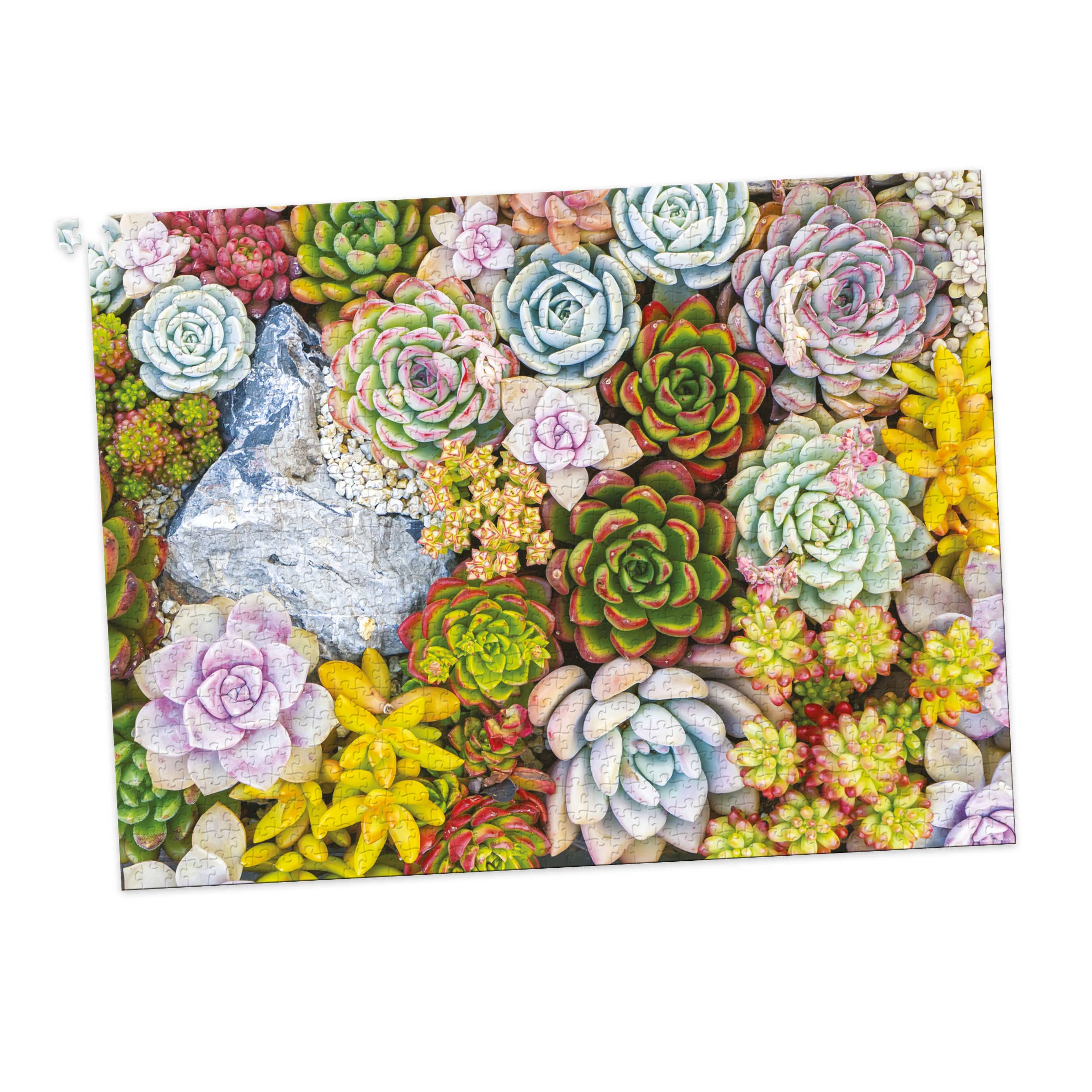 1000 Piece Jigsaw in a Tube - Serene Succulents