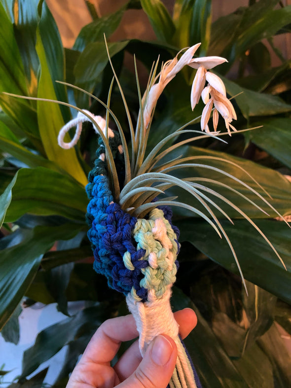 Macramé Air Plant Pod Workshop (Cambridge)