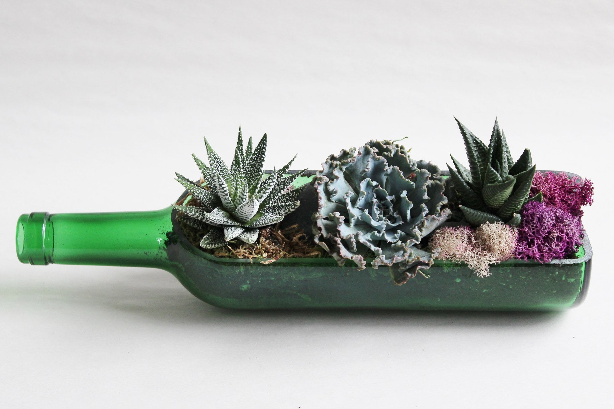 Succulent Planting Workshop (Cambridge)