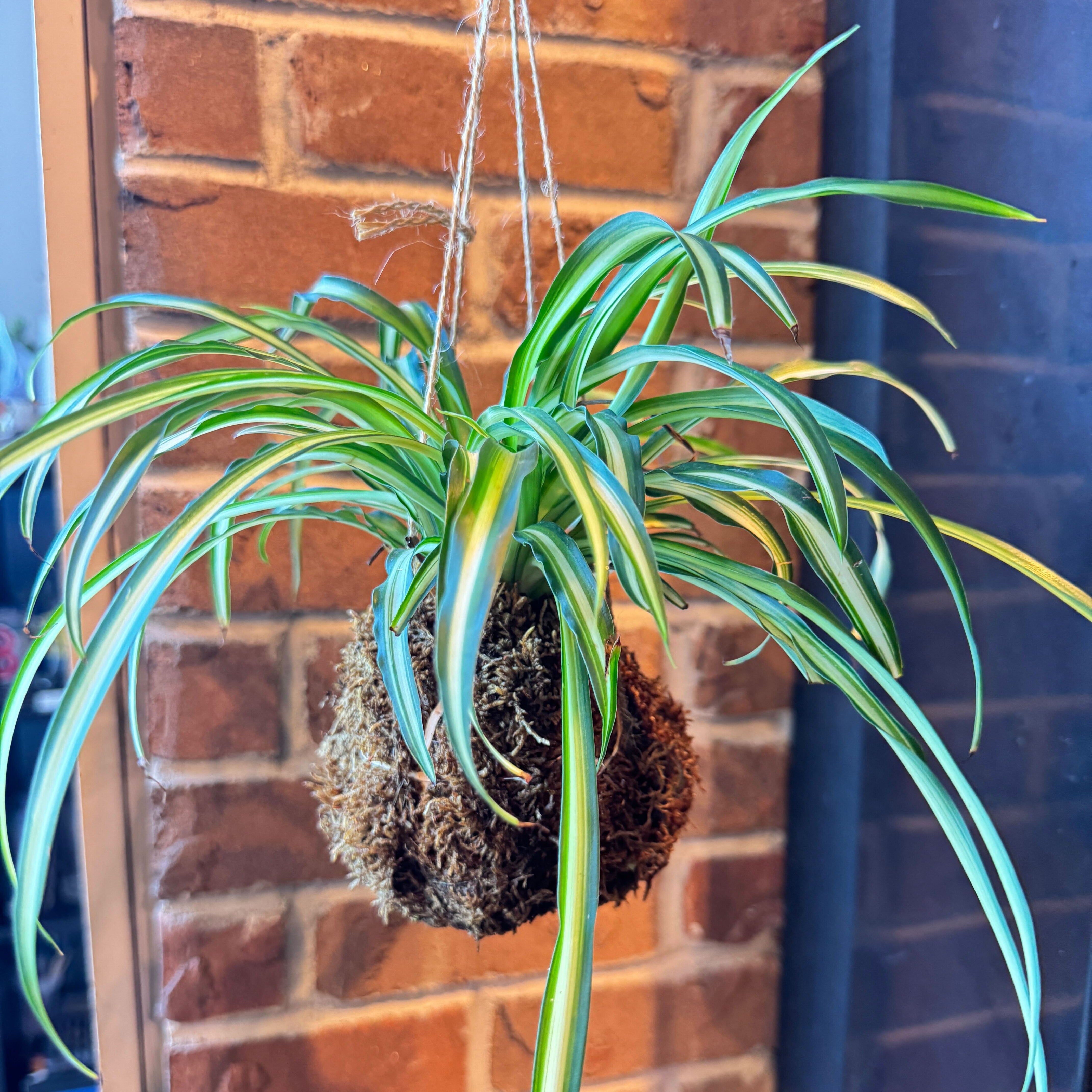 Kokedama Workshop (Cambridge)
