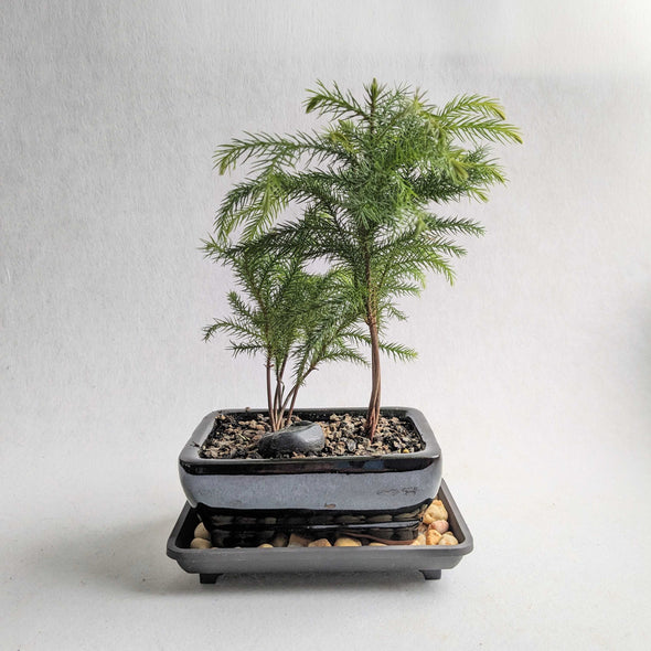 Bonsai 101 Workshop (Cambridge)