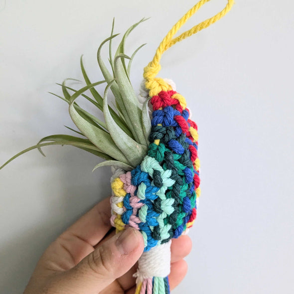 Macramé Air Plant Pod Workshop (Cambridge)