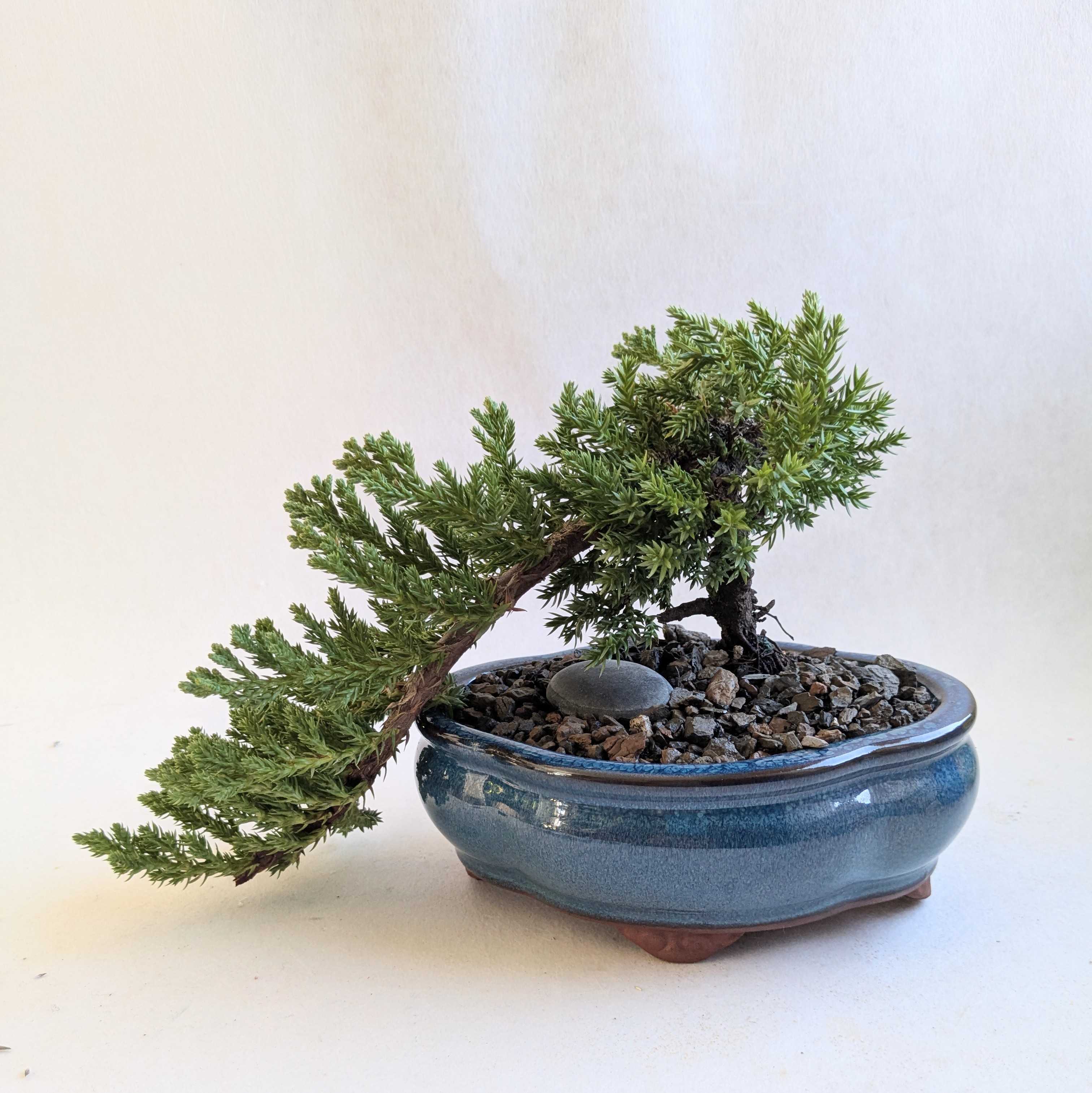 Bonsai 101 Workshop (Cambridge)