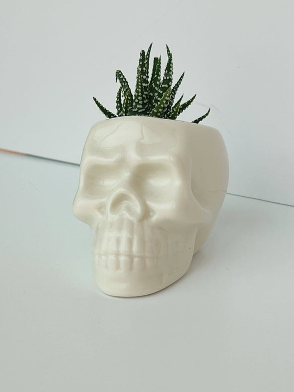 Ceramic Skull Pot