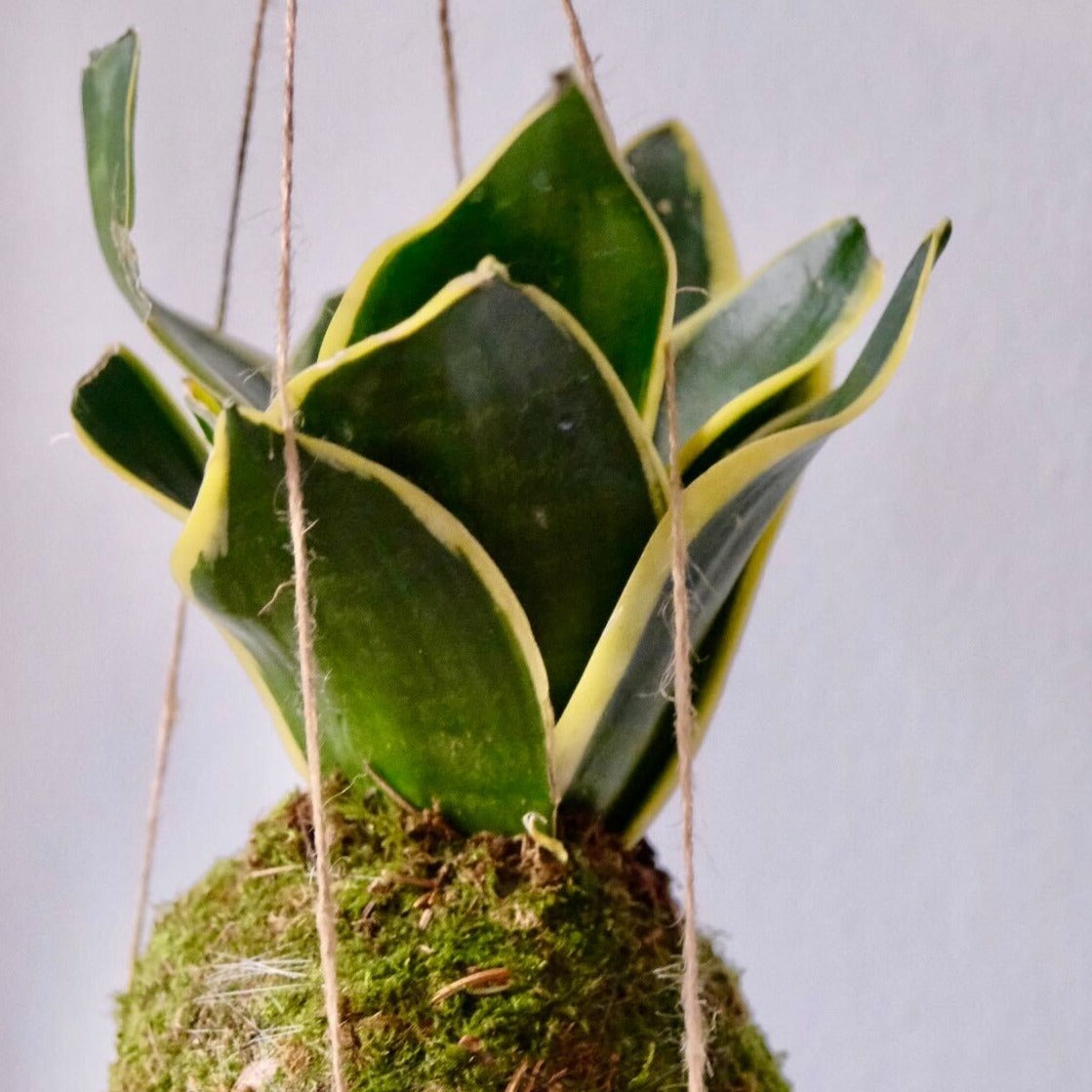 Kokedama Workshop (Cambridge)