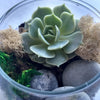 Succulent Terrarium Kit-Garden Streets