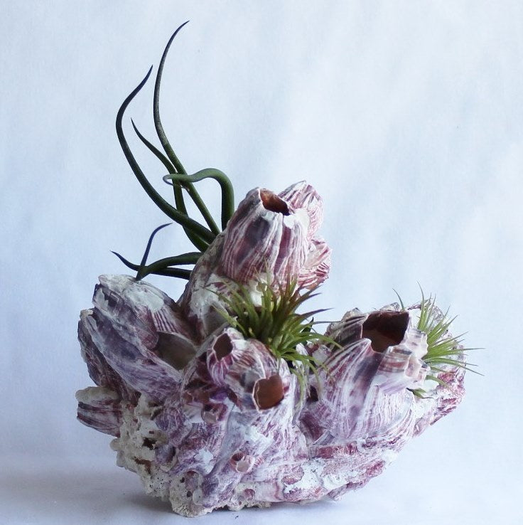 Seaside Vista (Purple Acorn Barnacle with Air Plants)-Garden Streets