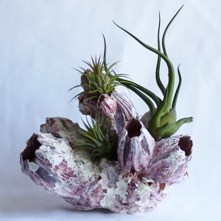 Seaside Vista (Purple Acorn Barnacle with Air Plants)-Garden Streets