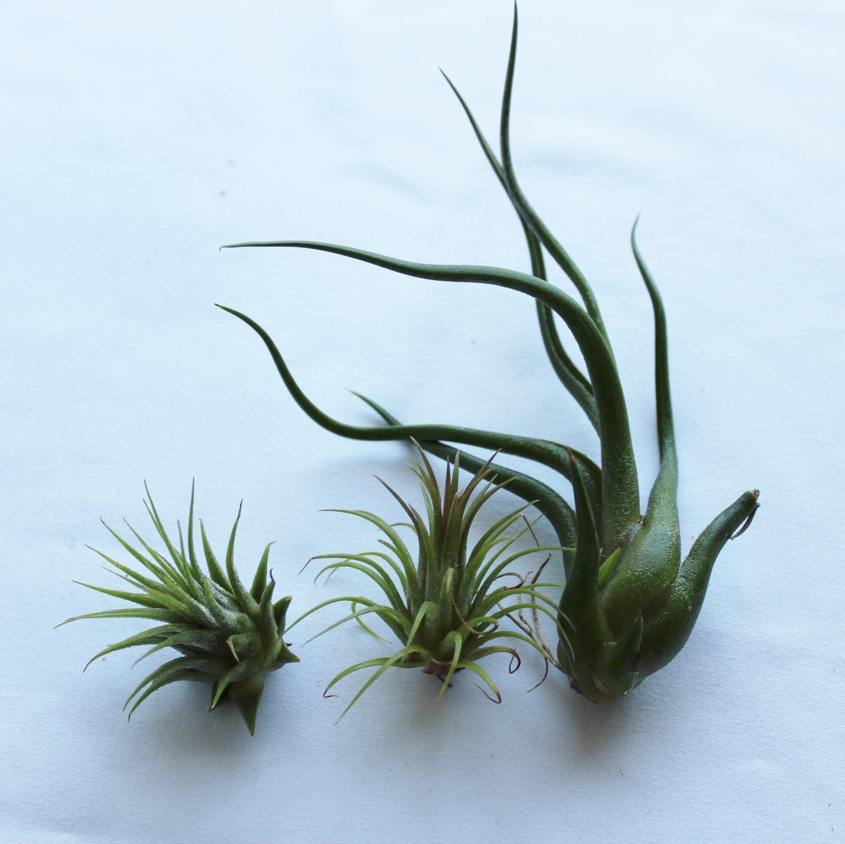 Seaside Vista (Purple Acorn Barnacle with Air Plants)-Garden Streets