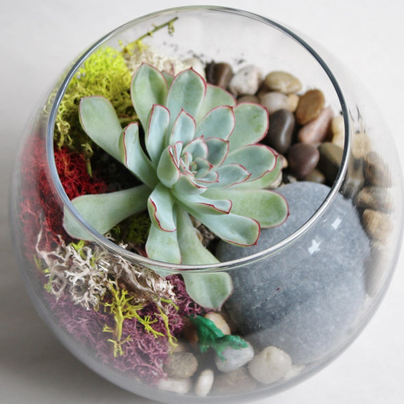 Succulent Terrarium Kit-Garden Streets