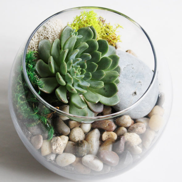 Succulent Terrarium Kit-Garden Streets