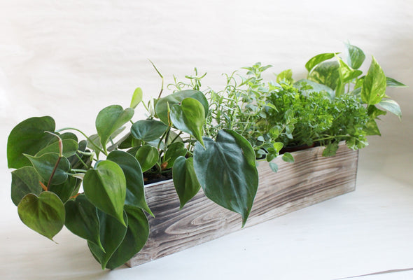 Kitchen Herb Garden Workshop at Koval Tasting Room (Chicago) - August 20th