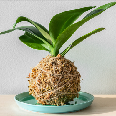 Kokedama Workshop (Cambridge)