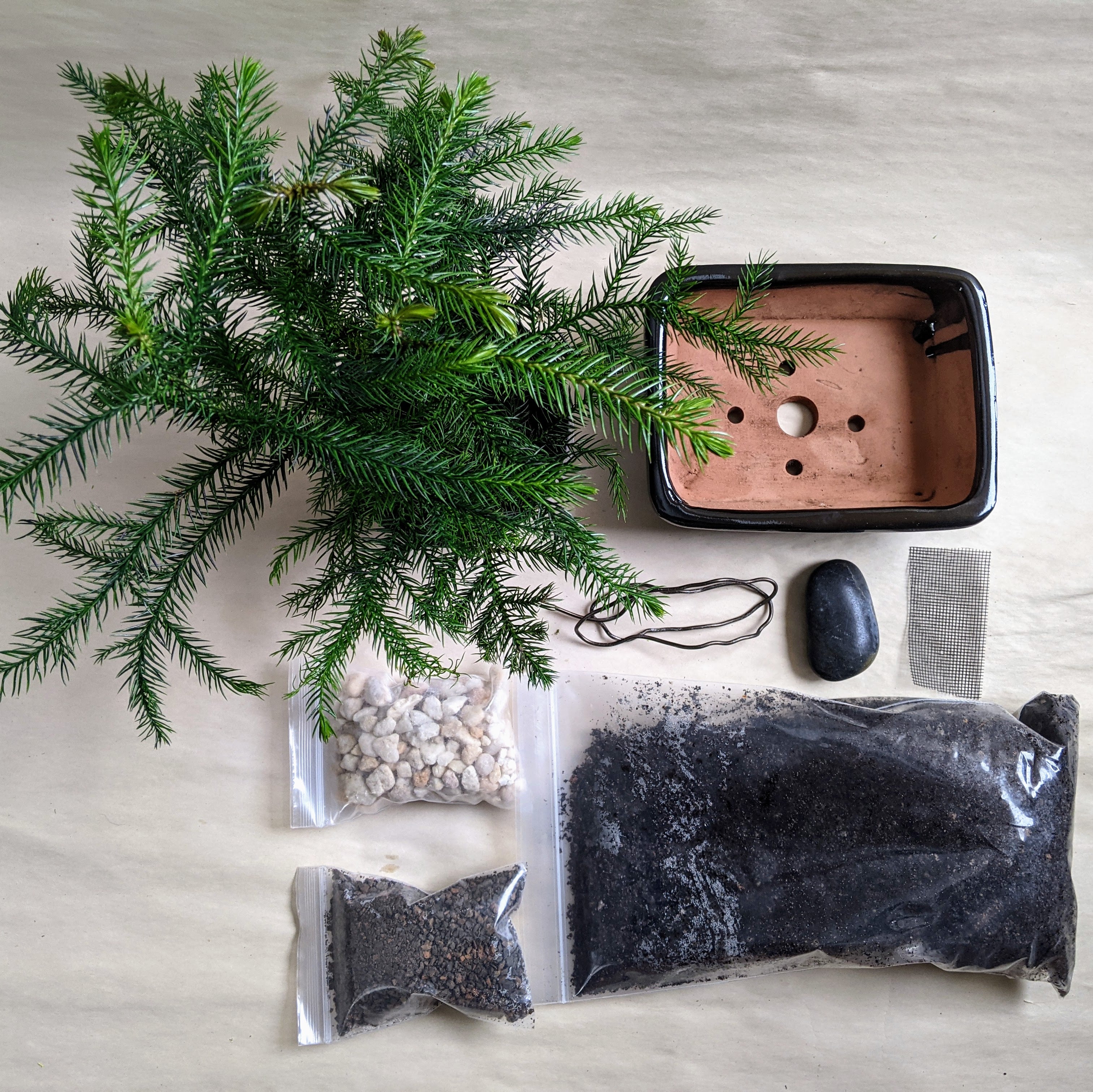 Juniper Bonsai Tree Kit