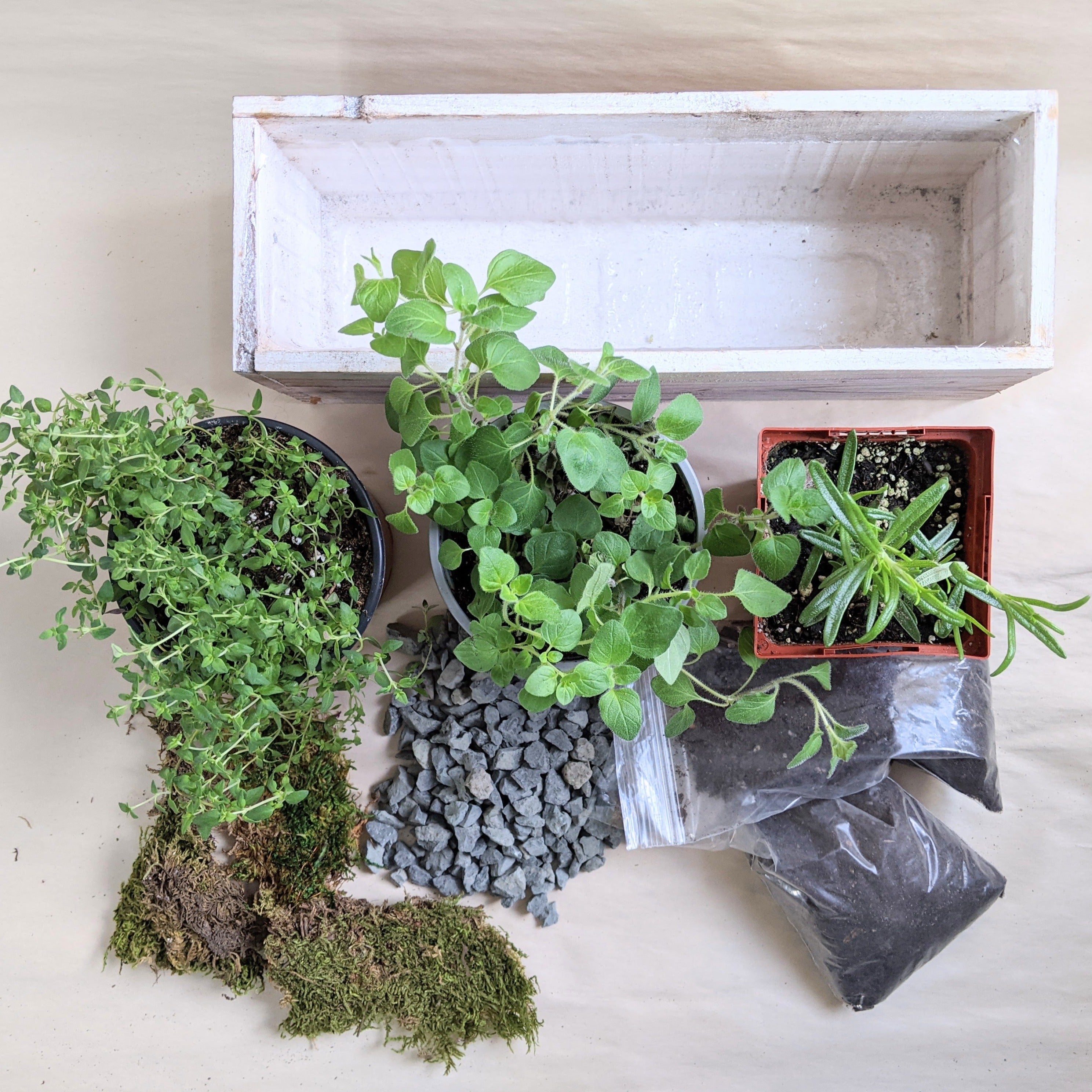 Herb Garden Planting Workshop (Cambridge)