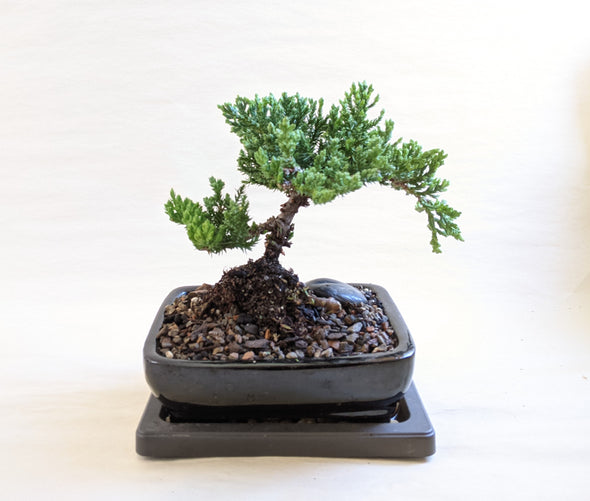 Juniper Bonsai Tree Kit