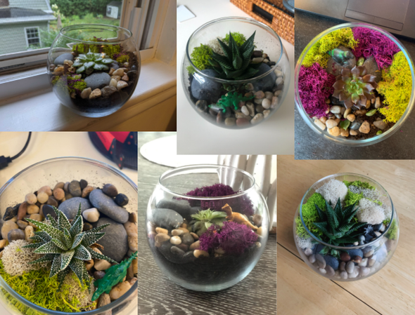 Succulent Terrarium Kit-Garden Streets