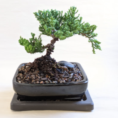 Bonsai 101 Workshop (Cambridge)