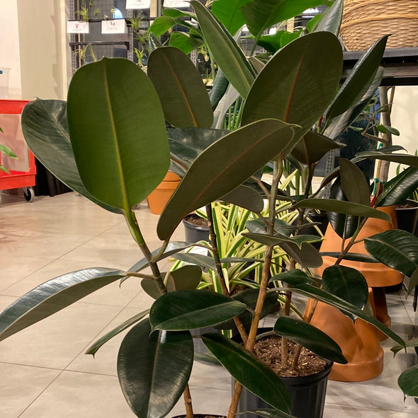 Rubber Tree (Ficus elastica ‘Ruby’)